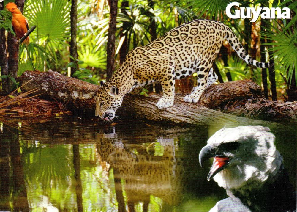 Guyana jaguar postcard
